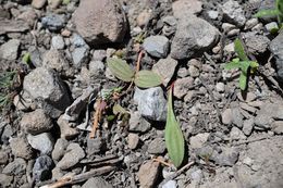 Claytonia umbellata S. Wats. resmi