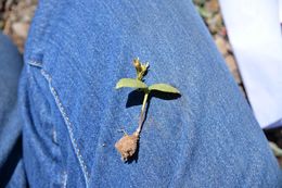 Claytonia umbellata S. Wats. resmi