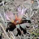 Image of Kellogg's lewisia