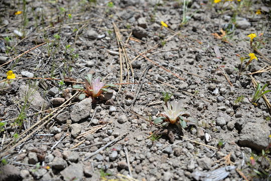 Image of Kellogg's lewisia