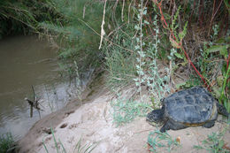 Image of Common Snapping Turtle