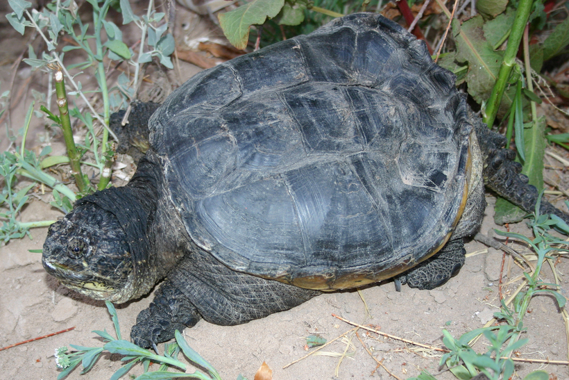 Imagem de Chelydra serpentina (Linnaeus 1758)