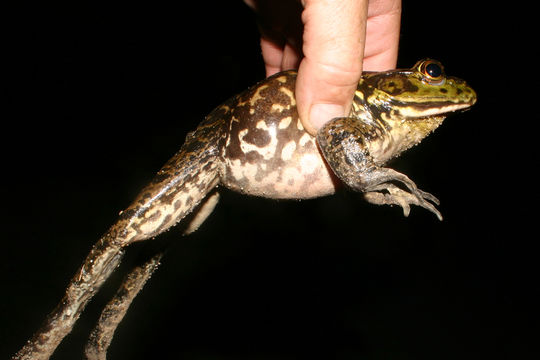 Слика од Lithobates catesbeianus (Shaw 1802)