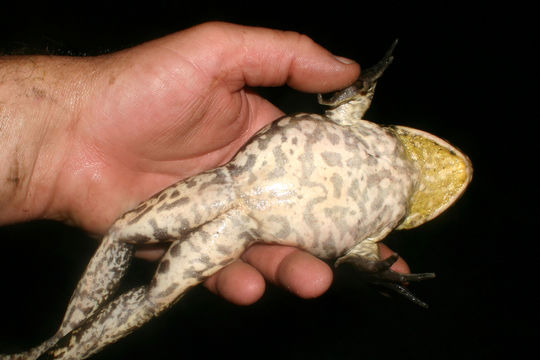 Слика од Lithobates catesbeianus (Shaw 1802)