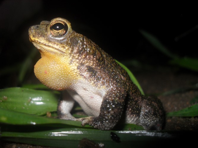 Image of Common Lesser Toad