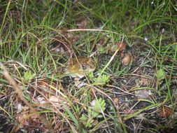 Image of Peters' four-eyed frog