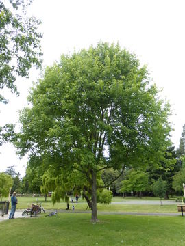 Imagem de Acer saccharinum L.