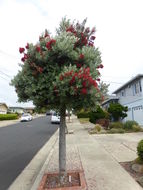 Image of Pohutukawa