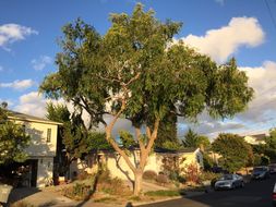 Image of Chinese elm