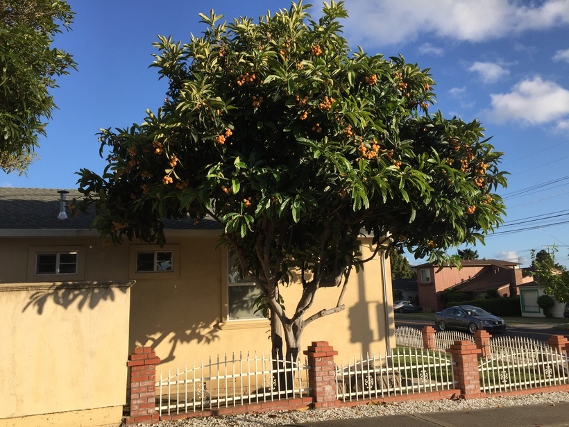 Image of loquat