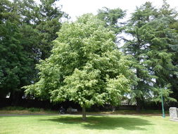 Image of Littleleaf Linden