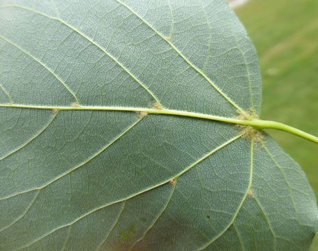 Image of Littleleaf Linden