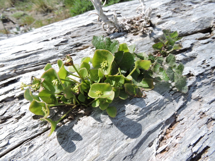 Image of Indian lettuce