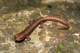 Imagem de Bolitoglossa veracrucis Taylor 1951