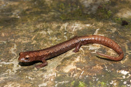 Imagem de Bolitoglossa veracrucis Taylor 1951