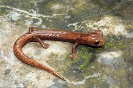 Imagem de Bolitoglossa veracrucis Taylor 1951