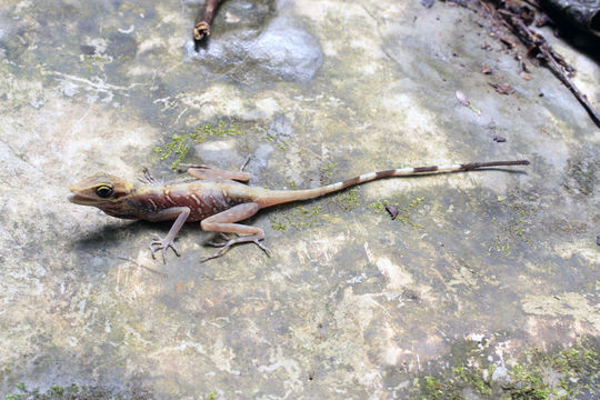 Image of Anolis alvarezdeltoroi Nieto Montes De Oca 1996