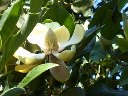 Image of Magnolia delavayi Franch.