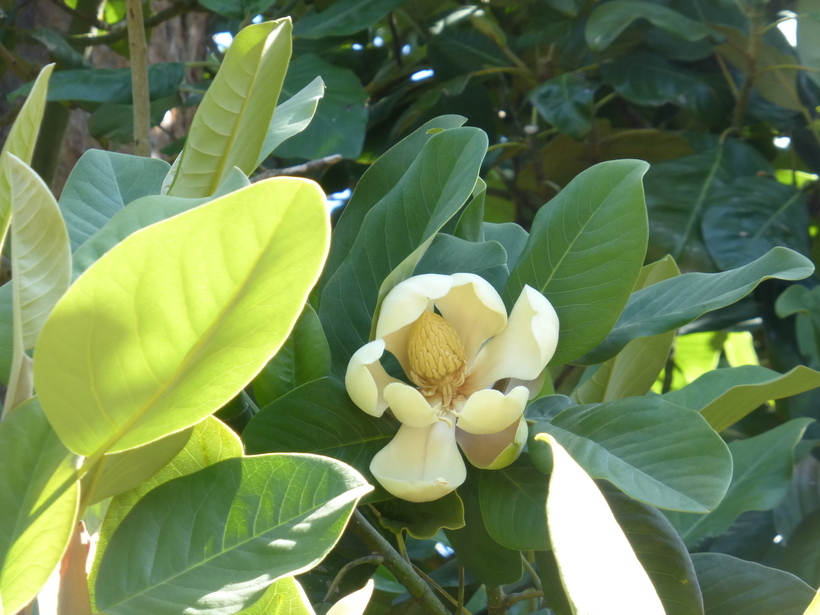 Image of Magnolia delavayi Franch.