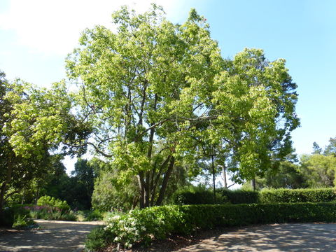 Imagem de Quillaja saponaria Molina