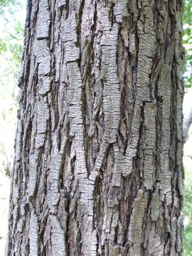 Image of soapbark