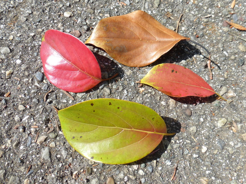 Image of Cinnamomum glanduliferum (Wall.) Nees