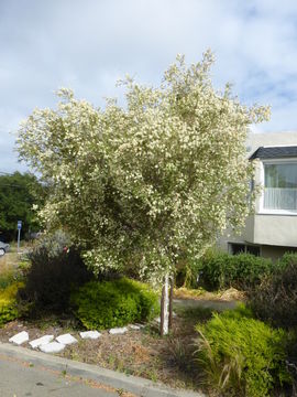 Sivun Melaleuca ericifolia Sm. kuva