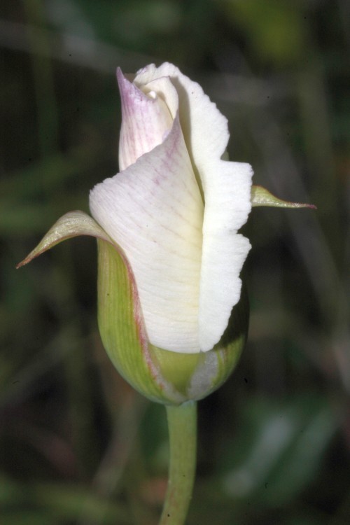 Image of superb mariposa lily