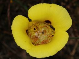 Image of superb mariposa lily