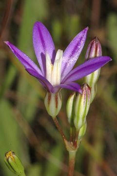 Image of Dwarf Brodiaea