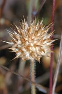 Image of smallhead clover