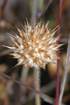 Trifolium microcephalum Pursh resmi