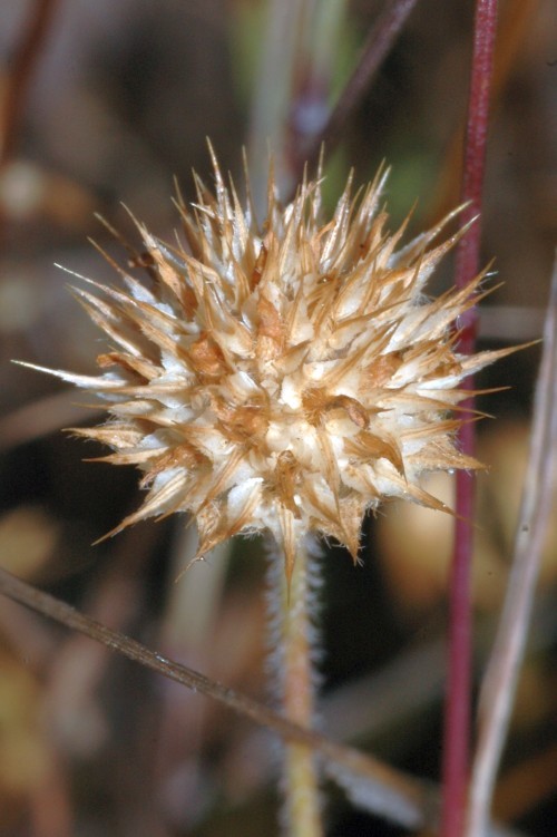 Imagem de Trifolium microcephalum Pursh