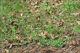 Image of <i>Medicago lupulina</i> var. <i>glandulosa</i>