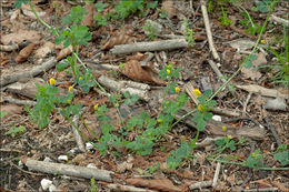 Image of <i>Medicago lupulina</i> var. <i>glandulosa</i>