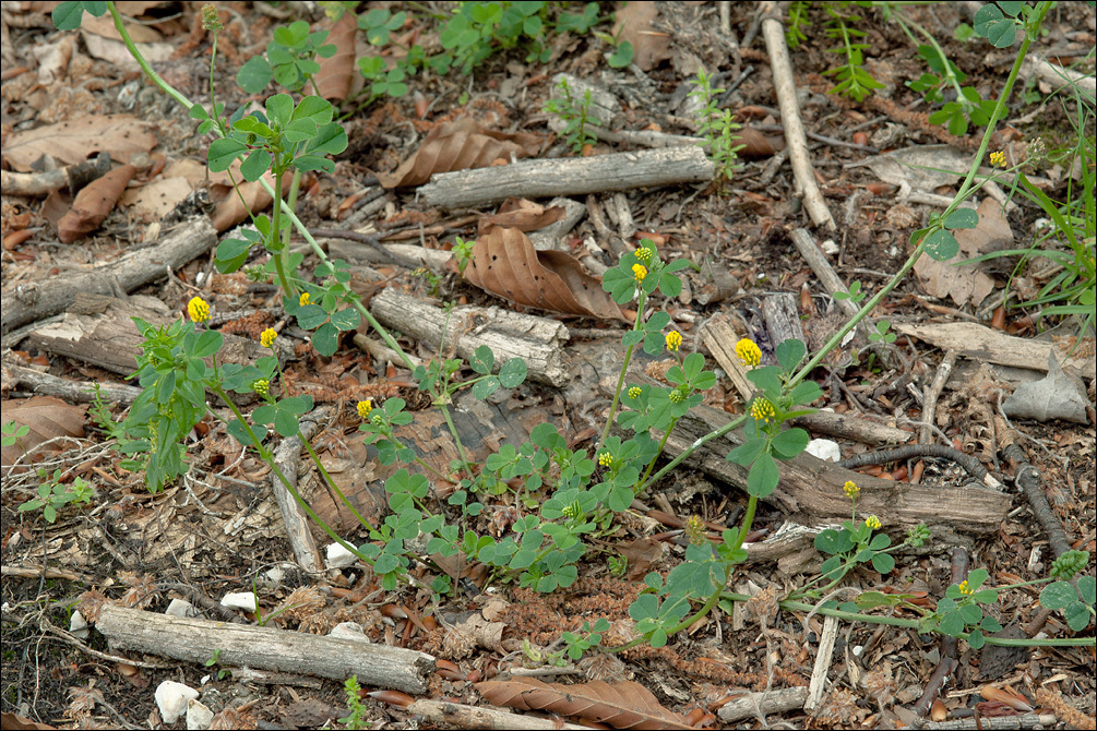 Image of <i>Medicago lupulina</i> var. <i>glandulosa</i>