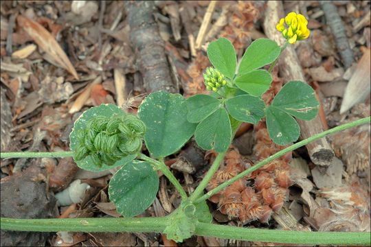 Image of <i>Medicago lupulina</i> var. <i>glandulosa</i>