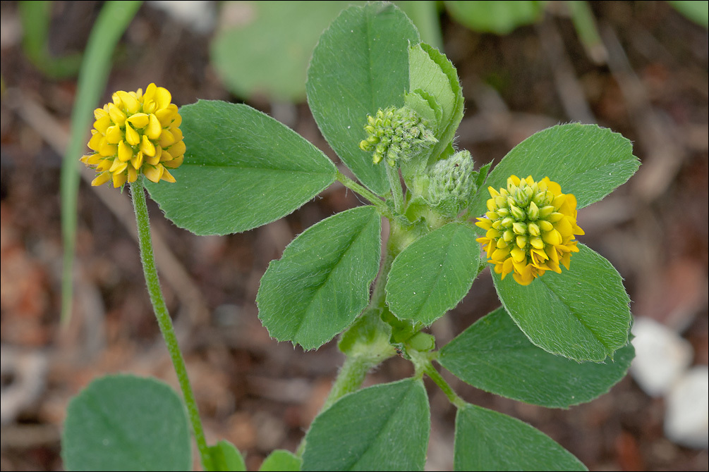 Image of <i>Medicago lupulina</i> var. <i>glandulosa</i>