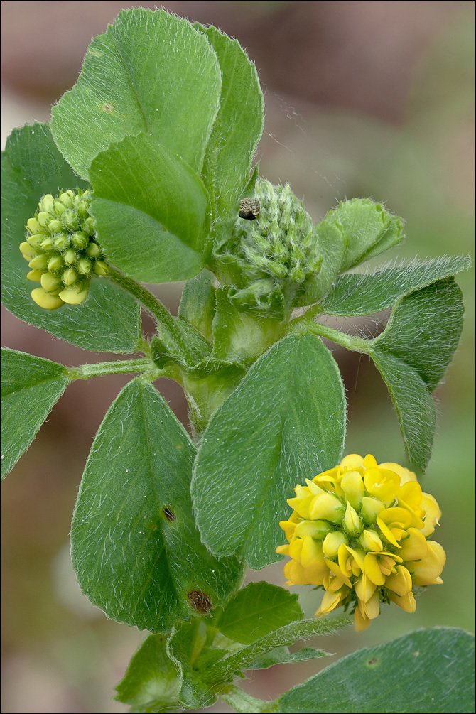 Image of <i>Medicago lupulina</i> var. <i>glandulosa</i>