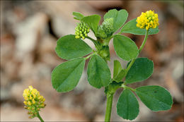 Image of <i>Medicago lupulina</i> var. <i>glandulosa</i>