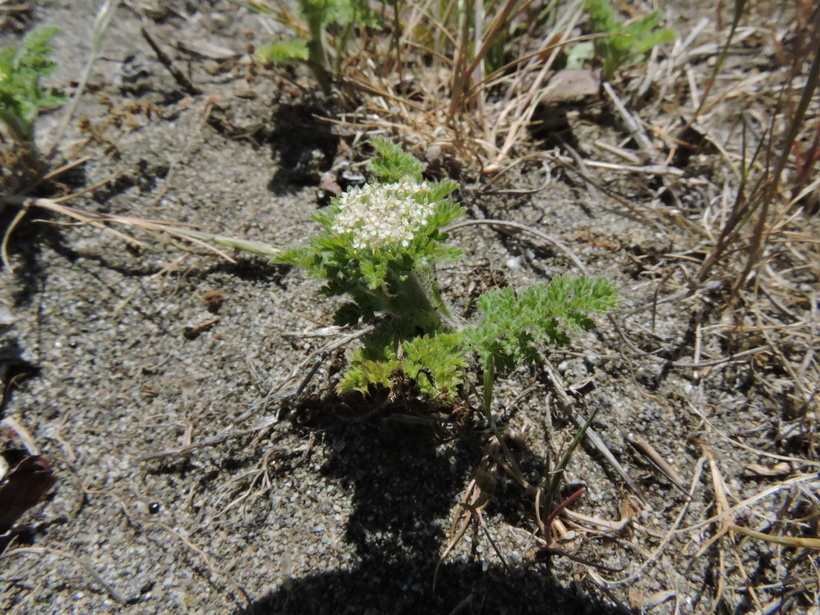 Image of American wild carrot