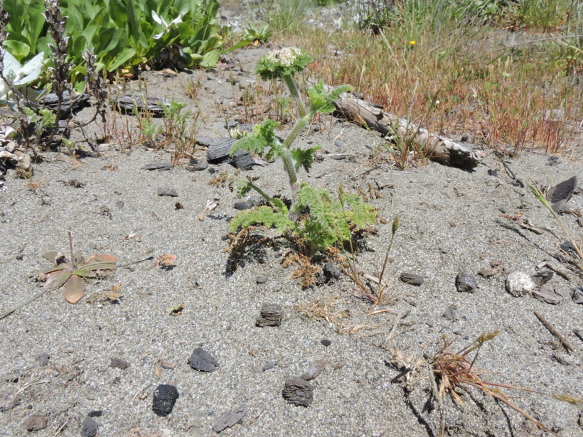 Image of American wild carrot