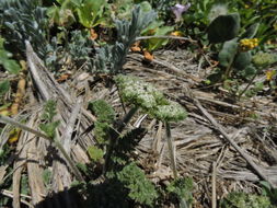 Image of American wild carrot