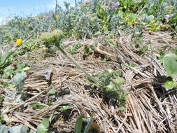 Image of American wild carrot