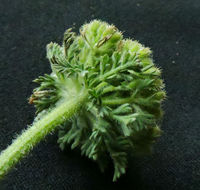 Image of American wild carrot