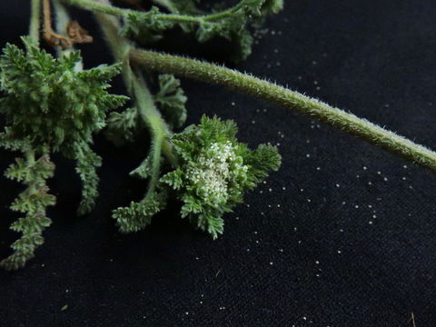 Image of American wild carrot