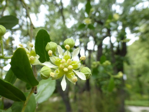 Image of soapbark