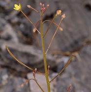 Image of Walker's suncup