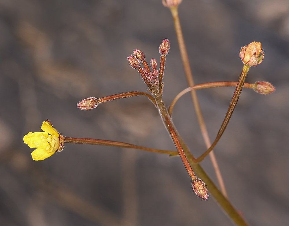 Imagem de Chylismia walkeri subsp. tortilis (Jeps.) W. L. Wagner & Hoch