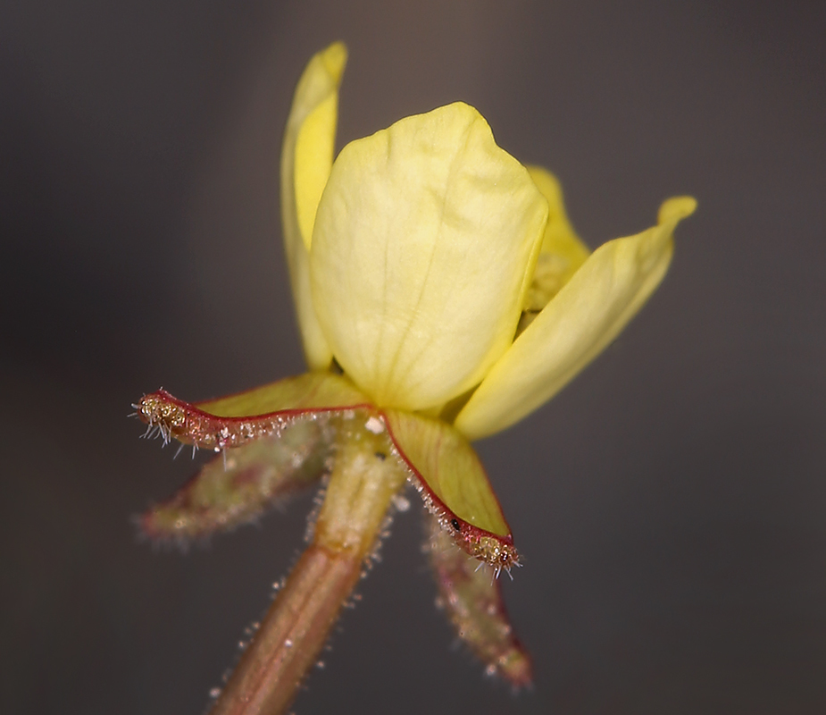 Imagem de Chylismia walkeri subsp. tortilis (Jeps.) W. L. Wagner & Hoch